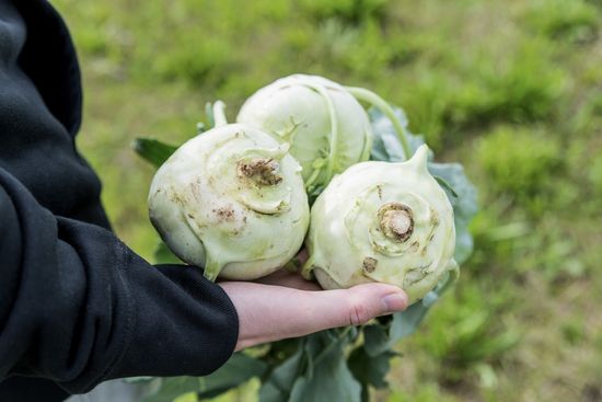 Kohlrabi vermisst dich